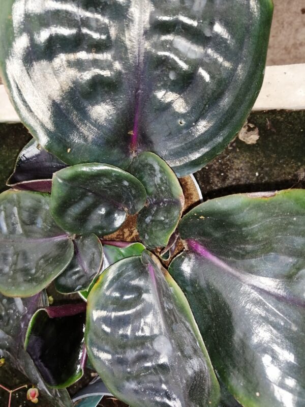 Geogenanthus ciliatus Midnight Pearl, foto 2