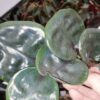 Geogenanthus ciliatus Midnight Pearl, pianta da interno
