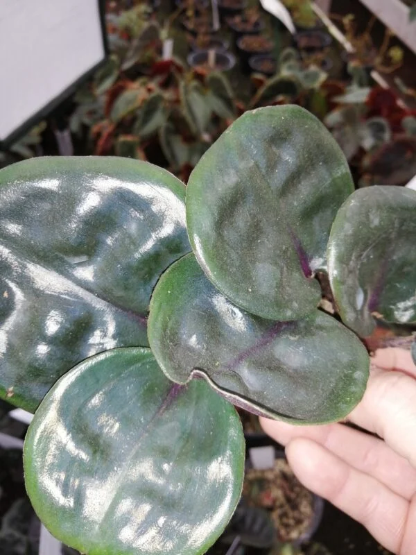 Geogenanthus ciliatus Midnight Pearl, pianta da interno