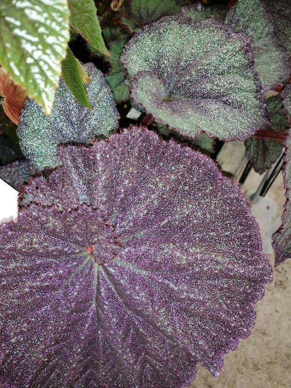 Hoya lacunosa Splash, foto 6