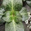 Crassula streyi, pianta da interno