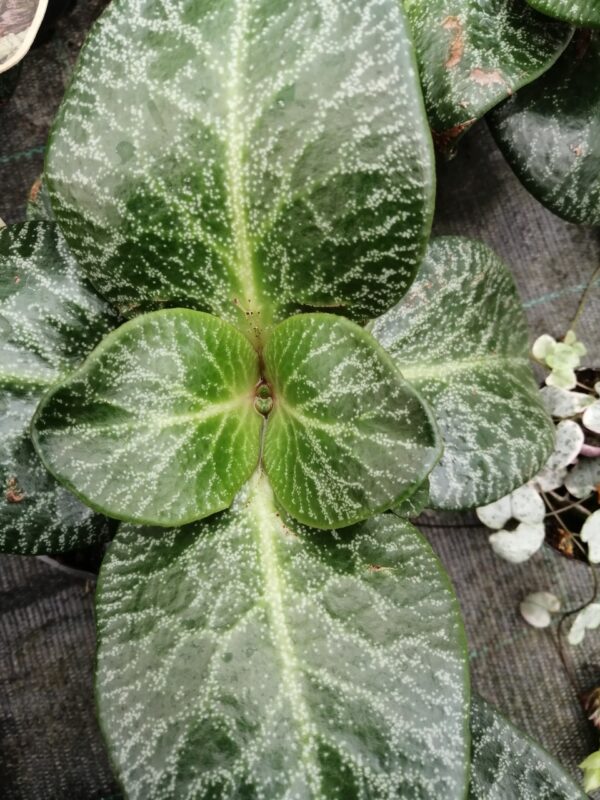 Crassula streyi, pianta da interno