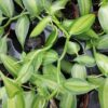 Vanilla planifolia Orchidea Vaniglia, pianta da interno