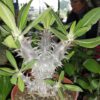 Pachypodium densiflorum, pianta da interno