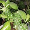 Euphorbia ritchei, pianta da interno