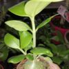 Hydnophytum papuanum, pianta da interno