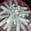 Avonia papyracea, pianta da interno