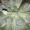 Echeveria culebra, pianta da interno