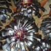Aeonium Zwartkop (Copia), pianta da interno