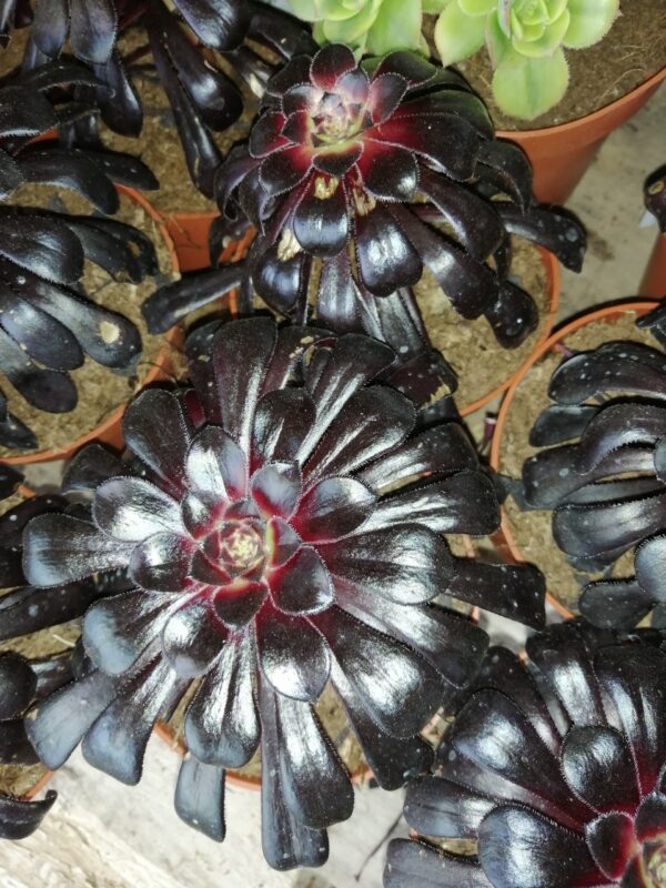 Aeonium Zwartkop (Copia), pianta da interno