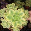 Aeonium Sunburst, Aeonium decorum Tricolor, pianta da interno