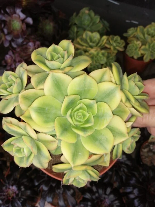 Hoya Rosita, foto 11