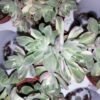 Aeonium castello-paivae Variegata Suncup, pianta da interno