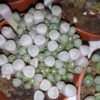 Fenestraria aurantiaca, pianta da interno