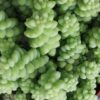 Sedum morganianum , sedum burritum, pianta da interno