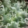 Echeveria shaviana, pianta da interno