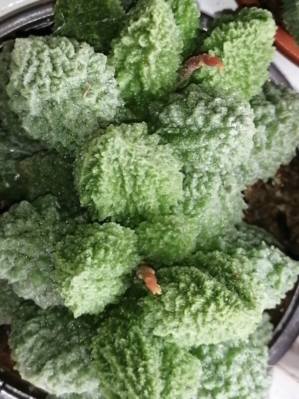 Adromischus marianiae f. herrei Lime Drops, foto 2