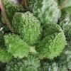 Andromiscus marinae f. herrei Lime Drops, pianta da interno
