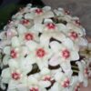 Hoya carnosa White flowers, pianta da interno