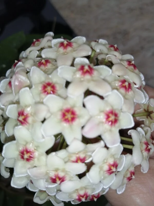 Hoya carnosa Mauna Loa, foto 2