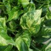 Pothos Golden Hicolor, Scindapsus Golden Hicolor, Epipremnum Golden Hicolor, pianta da interno