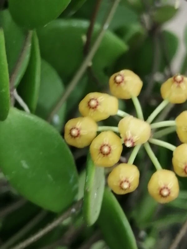 Hoya puber ex Hoya picta, foto 2