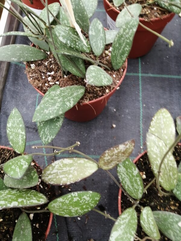 Hoya sigillatis (Round Leaf), foto 3