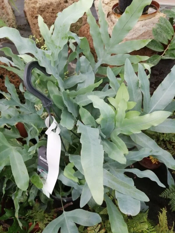 Phlebodium aureum Blue Star, pianta da interno