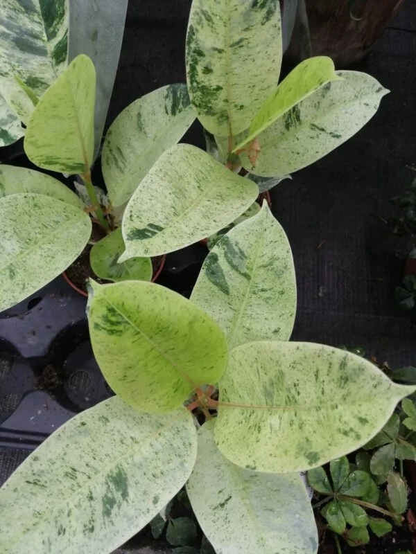 Ficus shivereana Moonshine, foto 2
