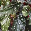 Begonia Black Forrest, pianta da interno