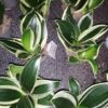 Sansevieria trifasciata Hahnii Pagoda, pianta da interno