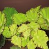 Begonia Lima Love Beleaf, pianta da interno
