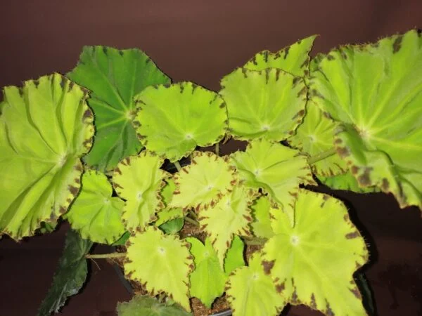 Begonia Lima Love Beleaf, pianta da interno