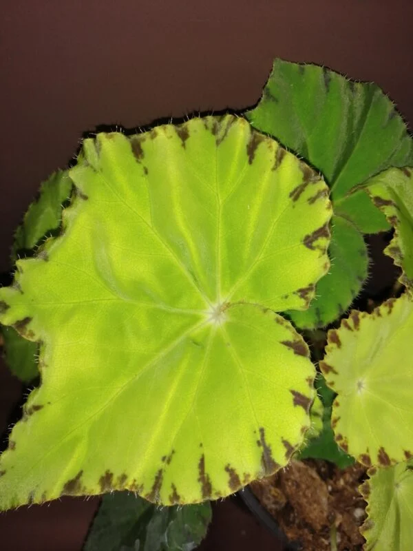 Begonia Lima Love Beleaf, foto 3