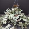 Hoya krohniana Super Silver, pianta da interno