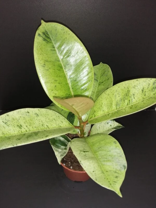 Ficus shivereana Moonshine, pianta da interno