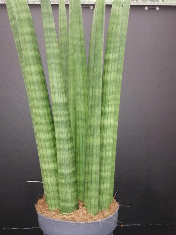 Sansevieria cylindrica Straight, pianta da interno