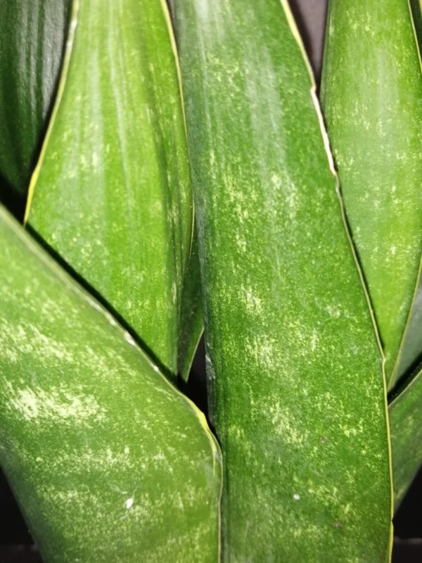 Sansevieria trifasciata Dark Diamond, foto 2
