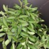 Hoya Rosita, pianta da interno