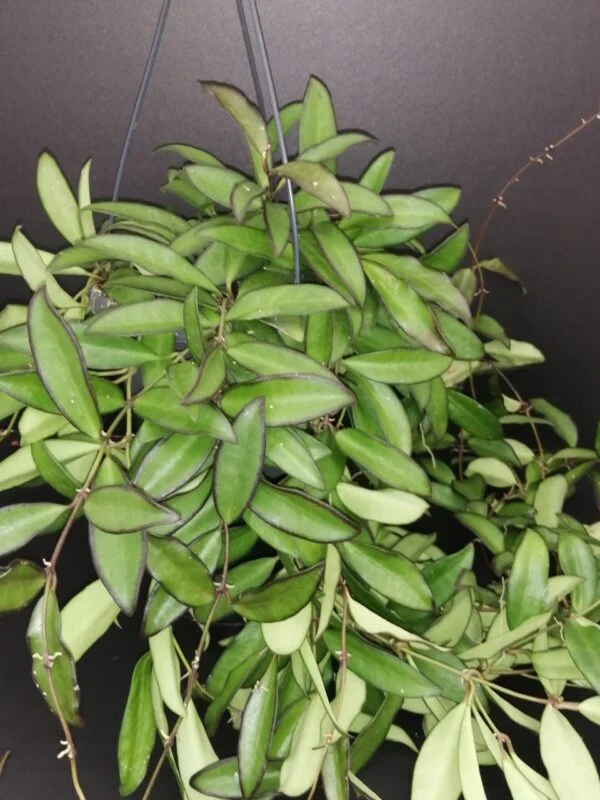 Hoya Rosita, pianta da interno