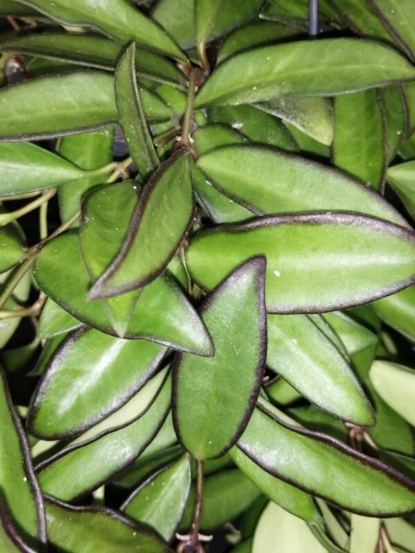 Hoya Rosita pianta giovane, foto 2