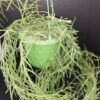 Hoya australis Bordvare Tricolor, foto 6