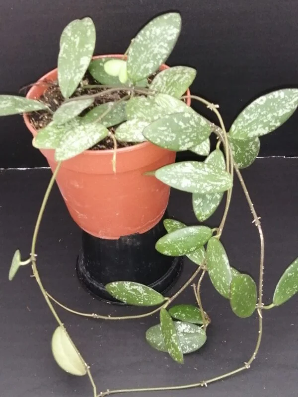 Hoya sigillatis (Round Leaf), foto 5