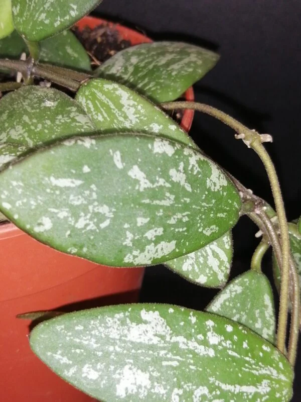 Hoya sigillatis (Round Leaf), foto 4