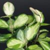 Hoya australis Bordvare Tricolor, pianta da interno