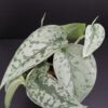 Scindapsus Silver Lady pianta giovane, pianta da interno