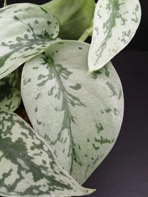 Scindapsus Silver Lady pianta giovane, foto 3