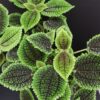 Pilea Moon Valley, pianta da interno