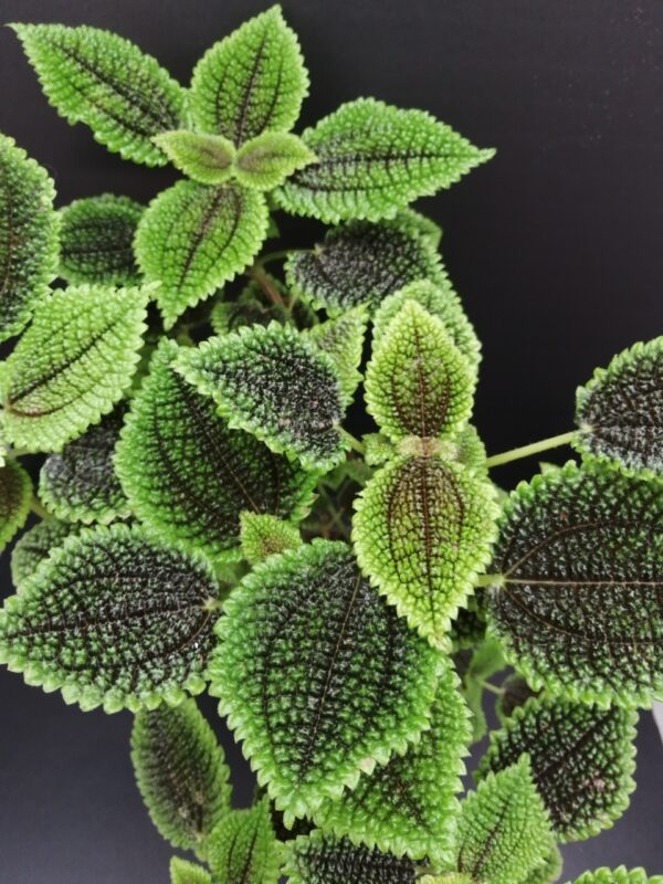 Pilea Moon Valley, pianta da interno