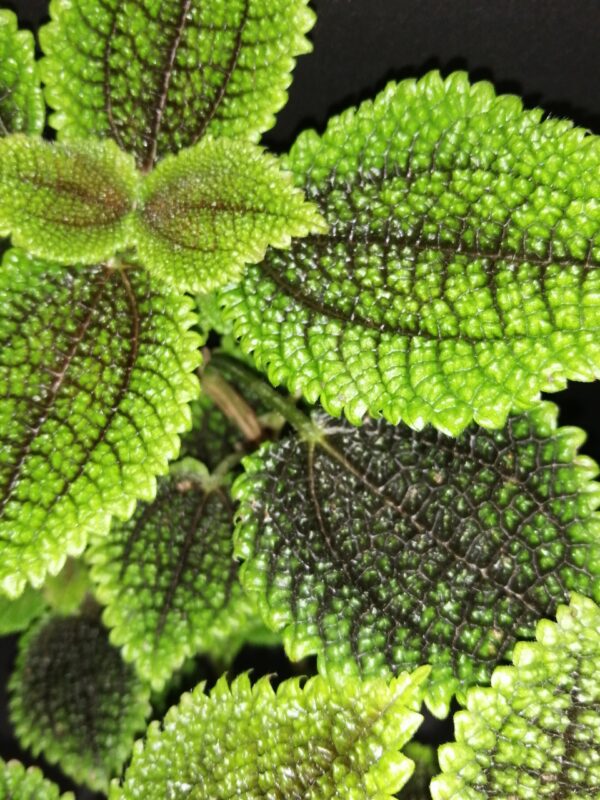 Pilea Moon Valley, foto 3